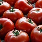 Tomatoes