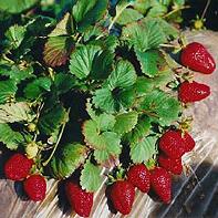 Bunch of Strawberries
